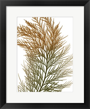 Framed Urban Incense Cedar Print