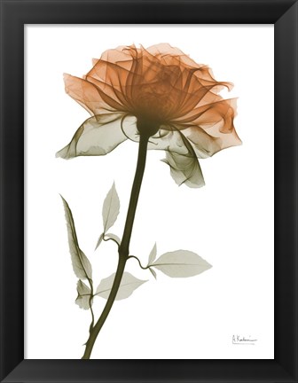 Framed Urban Rose 1 Print