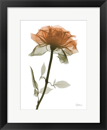 Framed Urban Rose 1 Print