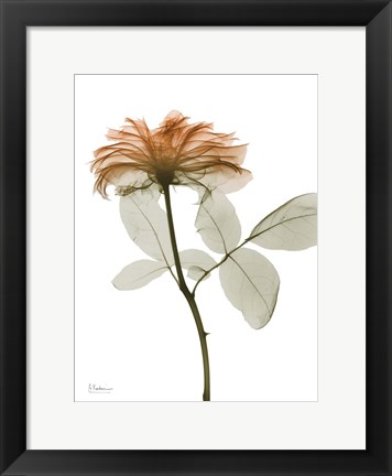 Framed Urban Rose 2 Print