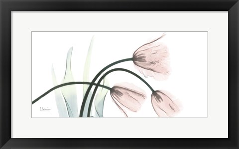 Framed Freshly Bloomed 1 Print