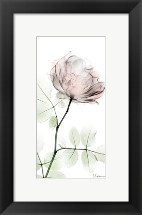 Framed Loving Rose 1 Print