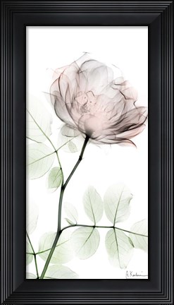 Framed Loving Rose 1 Print