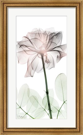 Framed Loving Rose 2 Print