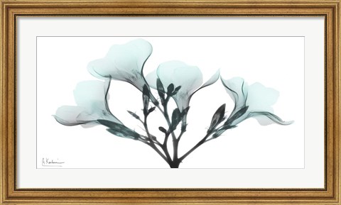 Framed Oleander Mist 1 Print