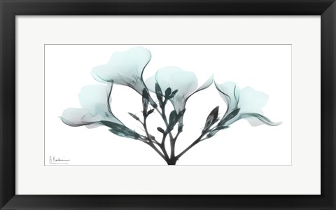 Framed Oleander Mist 1 Print