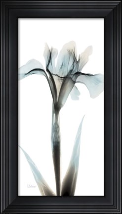 Framed Sea Infused Iris 1 Print
