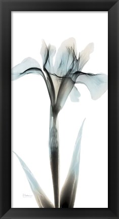 Framed Sea Infused Iris 1 Print