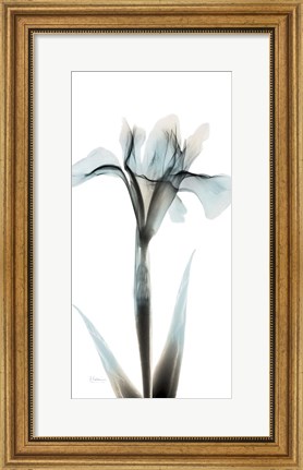 Framed Sea Infused Iris 1 Print