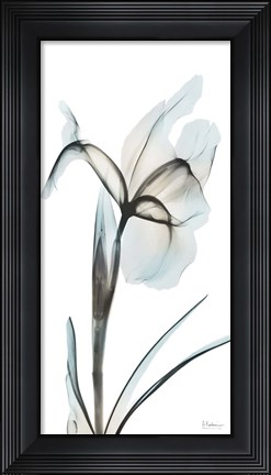 Framed Sea Infused Iris 2 Print