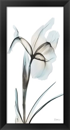 Framed Sea Infused Iris 2 Print