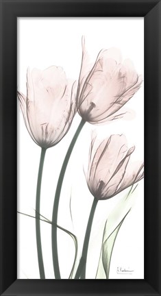 Framed Strawberry Infused Tulips Print