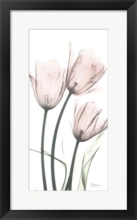 Framed Strawberry Infused Tulips Print