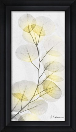 Framed Eucalyptus Sunshine 1 Print