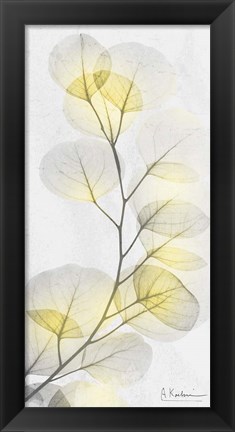 Framed Eucalyptus Sunshine 1 Print