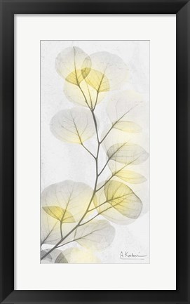 Framed Eucalyptus Sunshine 1 Print