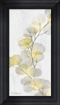 Framed Eucalyptus Sunshine 2 Print