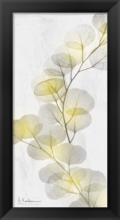 Framed Eucalyptus Sunshine 2 Print