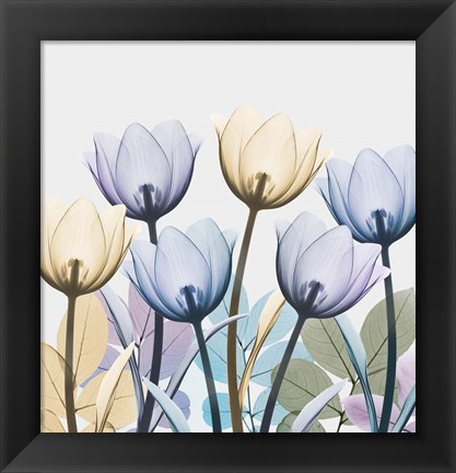 Framed Tulip Collage 1 Print