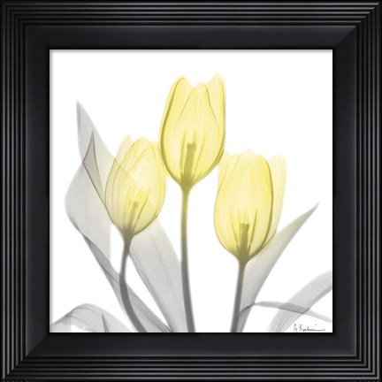 Framed Brilliant Tulips 1 Print