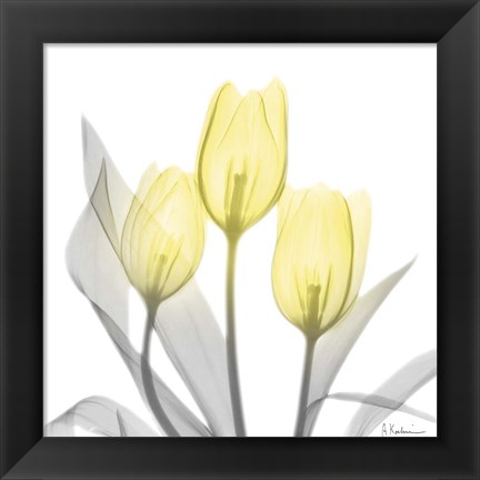 Framed Brilliant Tulips 1 Print