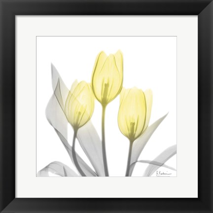 Framed Brilliant Tulips 1 Print