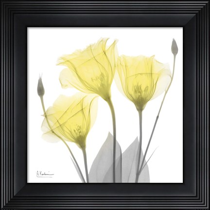 Framed Brilliant Gentian Buddies 1 Print