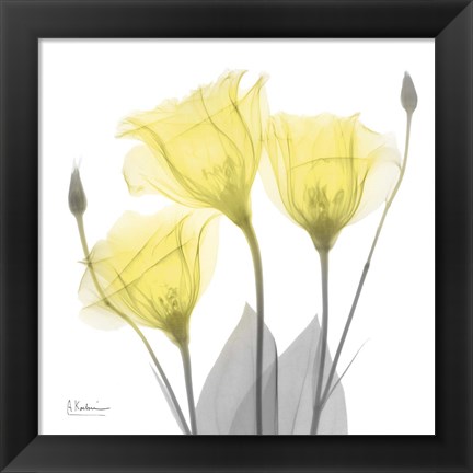 Framed Brilliant Gentian Buddies 1 Print