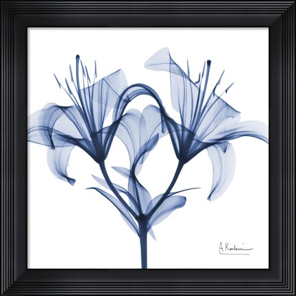 Framed Indigo Lily Print
