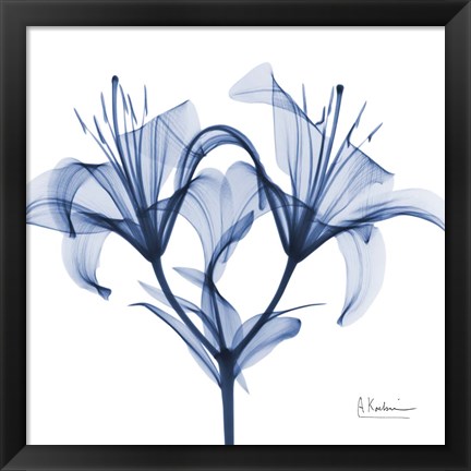 Framed Indigo Lily Print