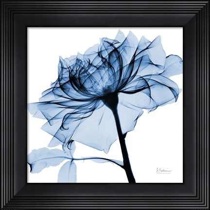 Framed Indigo Rose 2 Print