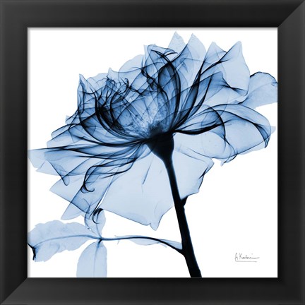 Framed Indigo Rose 2 Print