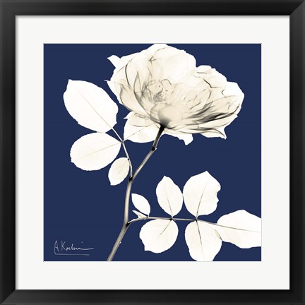 Framed Rose Midnight Dynasty 1 Print