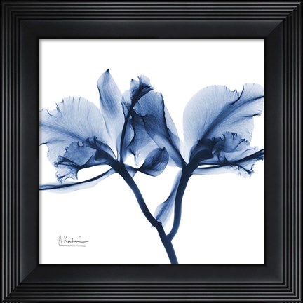 Framed Indigo Orchid Print