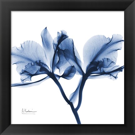 Framed Indigo Orchid Print