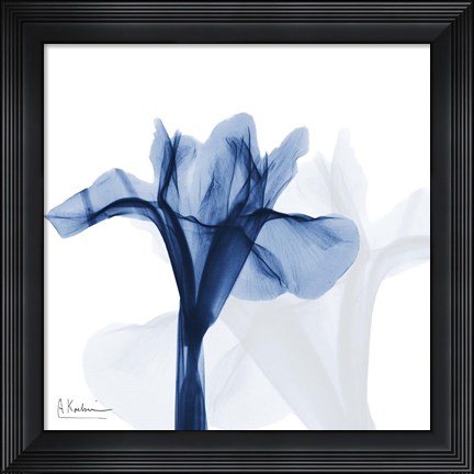 Framed Indigo Infused Iris Print