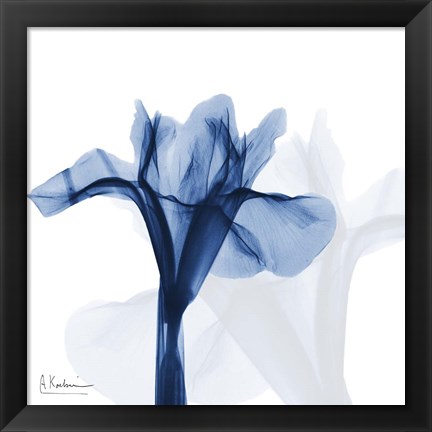 Framed Indigo Infused Iris Print