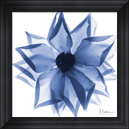 Framed Indigo Rose Petals 1 Print