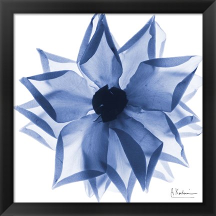 Framed Indigo Rose Petals 1 Print