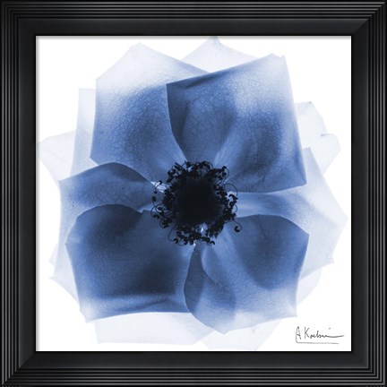 Framed Indigo Rose Petals 2 Print
