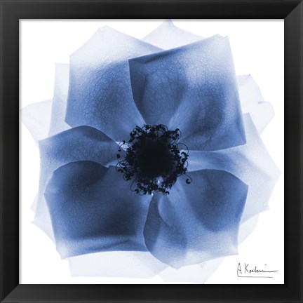 Framed Indigo Rose Petals 2 Print