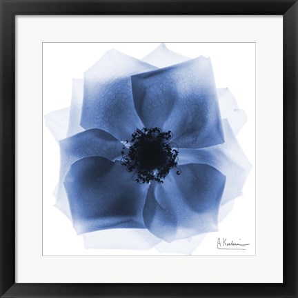 Framed Indigo Rose Petals 2 Print