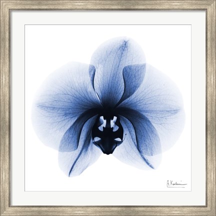 Framed Indigo Infused Orchid 1 Print