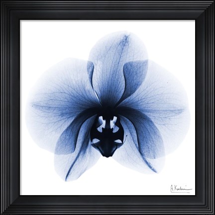 Framed Indigo Infused Orchid 1 Print
