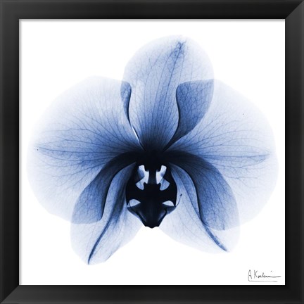 Framed Indigo Infused Orchid 1 Print