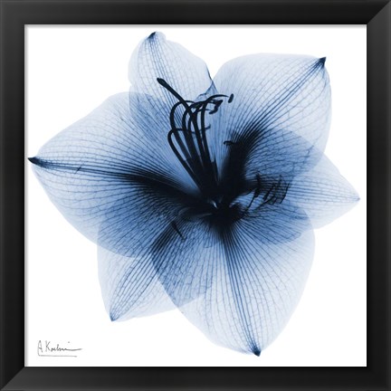 Framed Indigo Amaryllis 1 Print