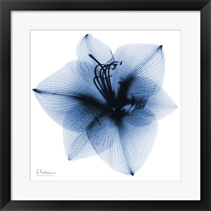 Framed Indigo Amaryllis 1 Print