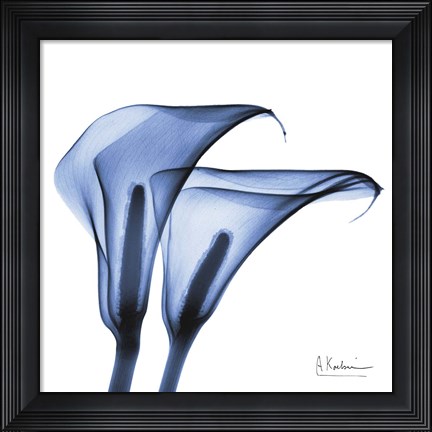 Framed Indigo Infused Calla Lilies Print