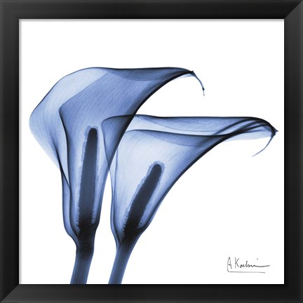 Framed Indigo Infused Calla Lilies Print