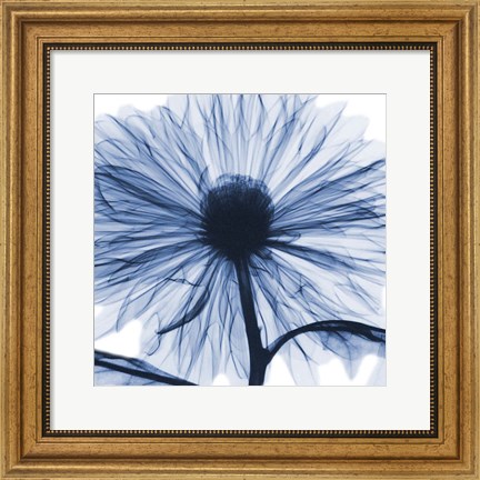 Framed Indigo Chrysanthemum Print